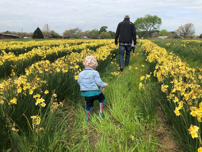 Heirloom 'Golden Dawn' - 10 bulbs