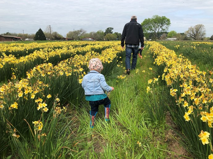 Heirloom 'Golden Dawn' - 10 bulbs
