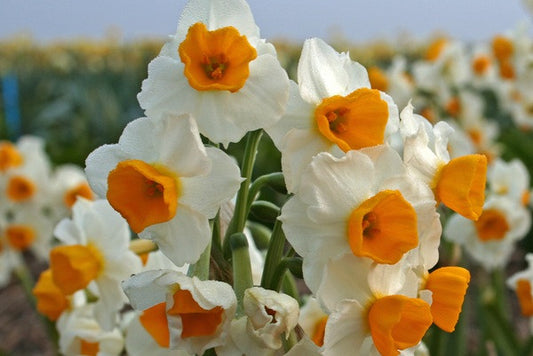 Daffodil 'Gloriosus' - 5 bulbs
