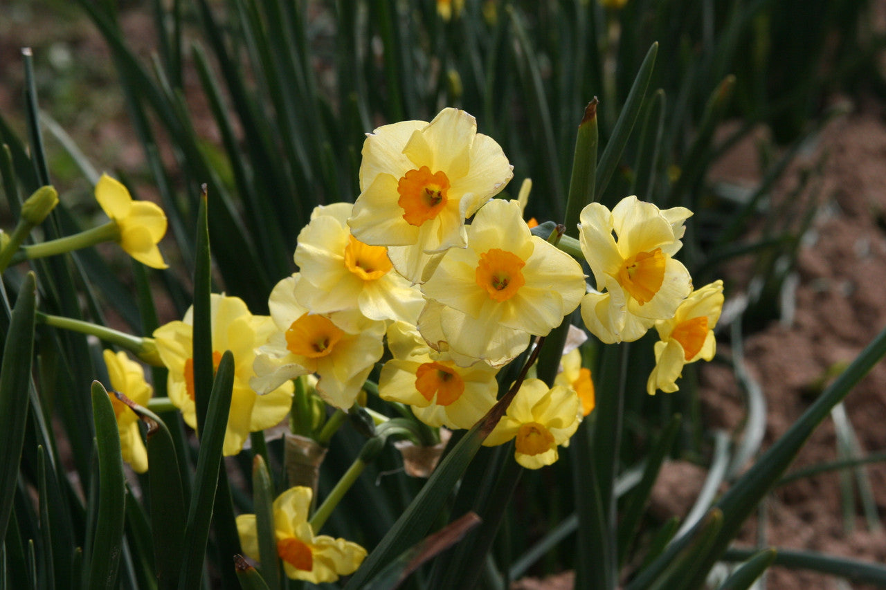 Golden Dawn blooms - yellow petals with gold cups