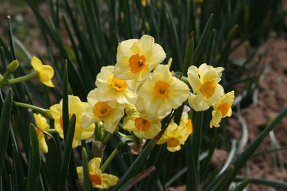 Golden Dawn blooms - yellow petals with gold cups