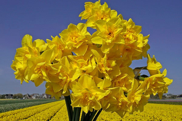 Daffodil 'Golden Delicious' - 5 bulbs