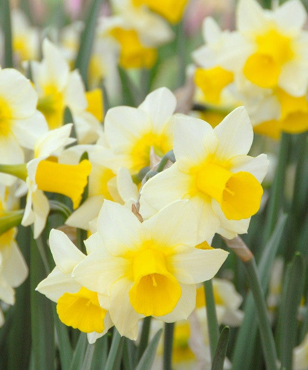 Daffodil 'Golden Echo' - 5 bulbs