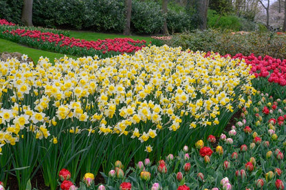 Daffodil 'Golden Echo' - 5 bulbs