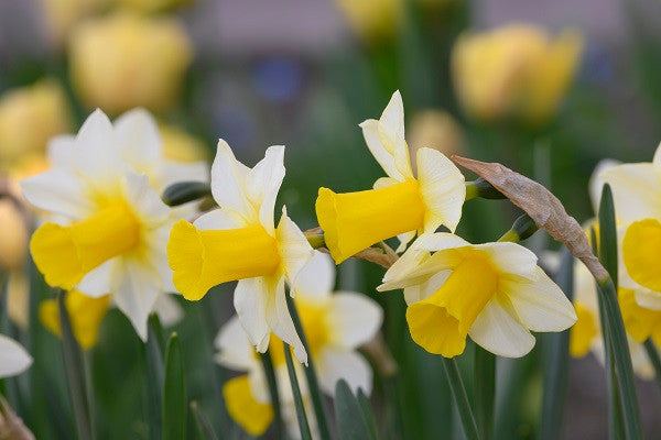Daffodil 'Golden Echo' - 5 bulbs