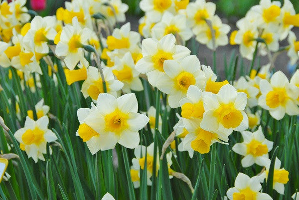 Daffodil 'Golden Echo' - 5 bulbs