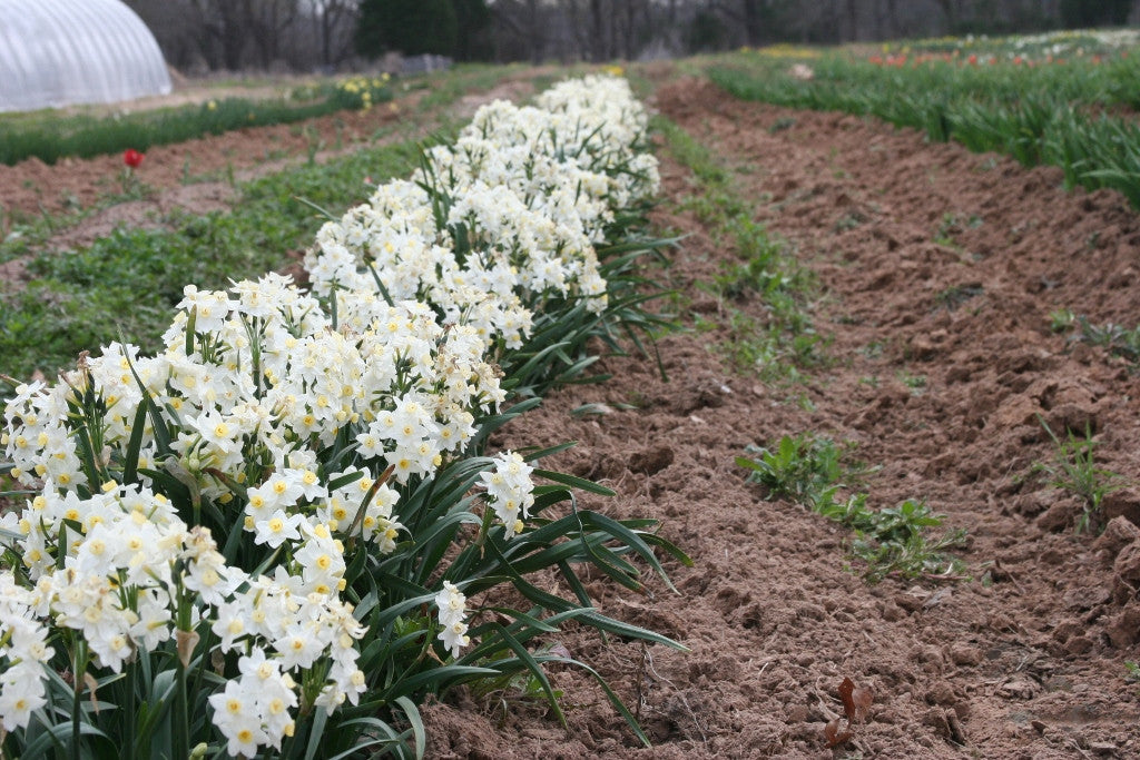 Heirloom 'Grand Primo' - 10 bulbs