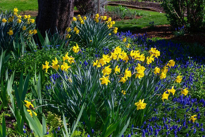 Muscari "Grape Hyacinth" - 20 bulbs