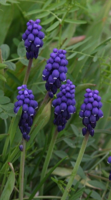 Muscari "Grape Hyacinth" - 20 bulbs