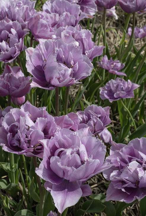Tulipa Great Barrier Reef- Southern Bulbs – The Southern Bulb Co.