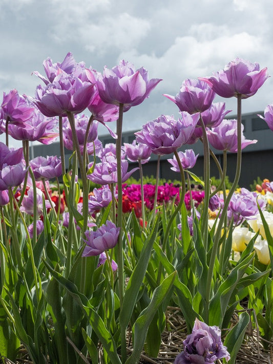 Tulipa 'Great Barrier Reef' - 5 bulbs