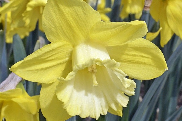 Daffodil 'Greengarden' - 5 bulbs