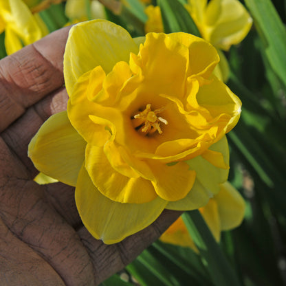 Daffodil 'Gringo' - 5 bulbs