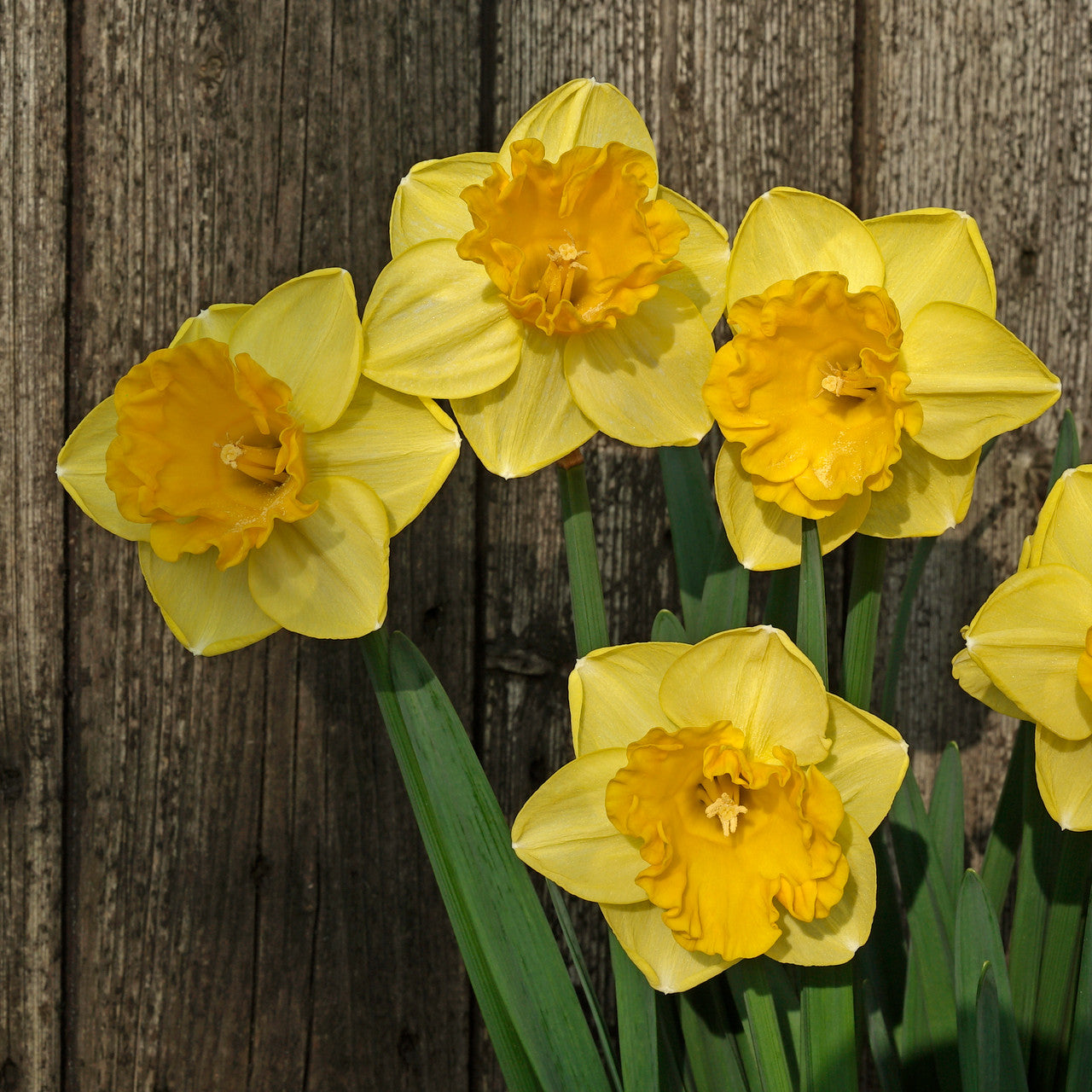 Daffodil 'Gringo' - 5 bulbs