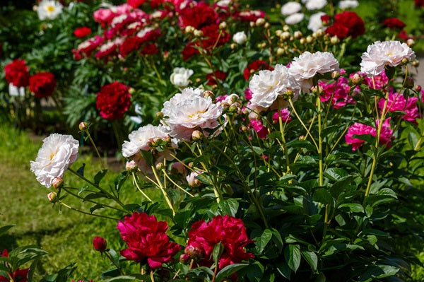 Peony Peony of the Pavilion – Mudan Noir