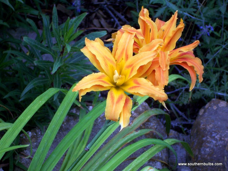 Double Orange Daylily - 5 Fleshy Roots
