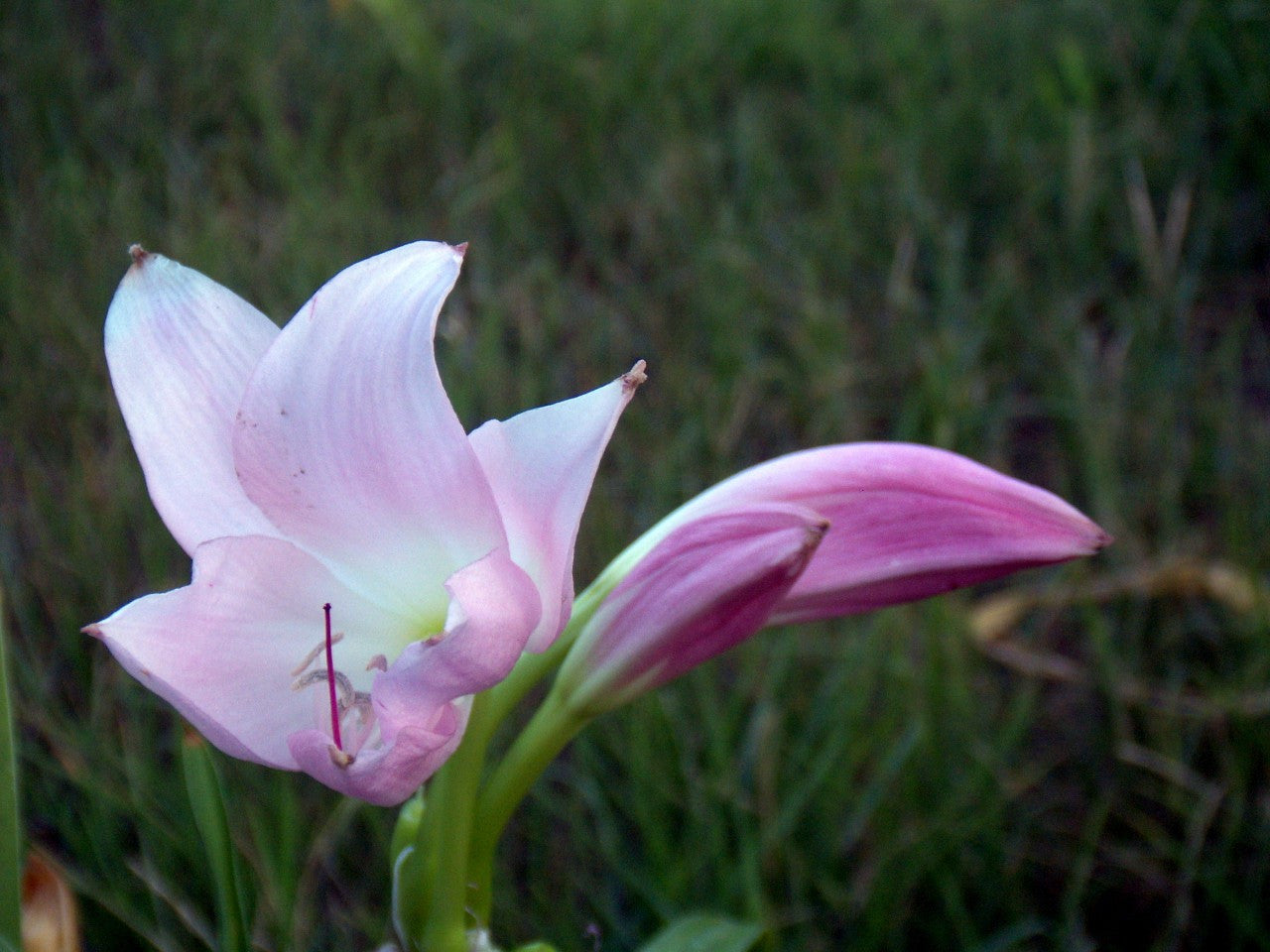 Crinum 'J.C. Harvey' - 1 bulb