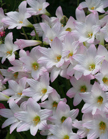 Habranthus robustus 'Russell Manning' Pink Rain Lily - 4-4" pots
