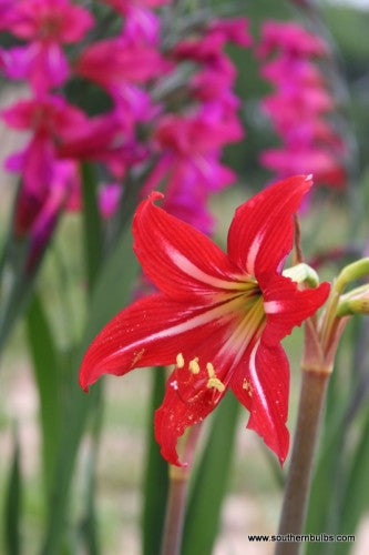 Hardy Amaryllis Bulb (Hippeastrum x johnsonii) - 1 - 1 gal pot