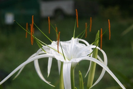 white spider lily bulbs Hymenocallis 'Tropical Giant' (Regular)