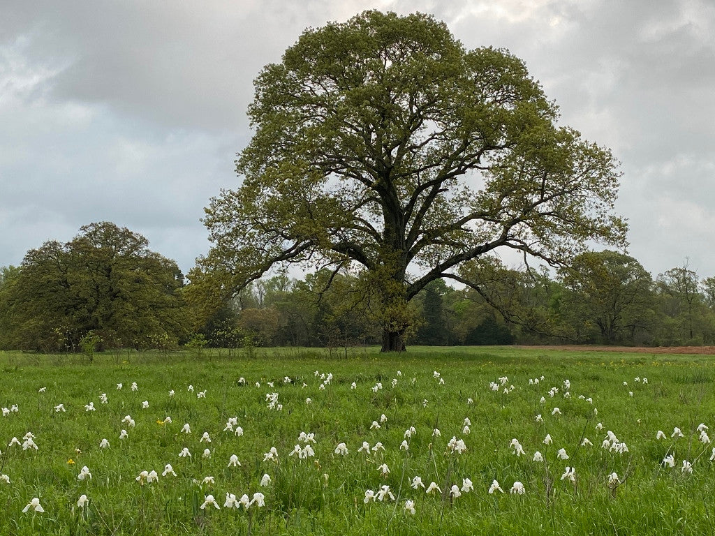 White Cemetery Iris (Iris albicans) - 5 Tubers
