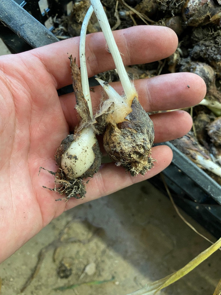 Tulipa praecox "Texas Tulip" - 2 bulbs