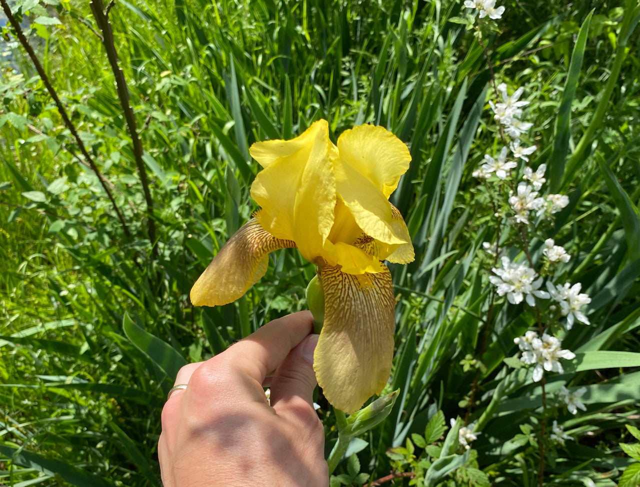 Old Fashioned Yellow Bearded Iris