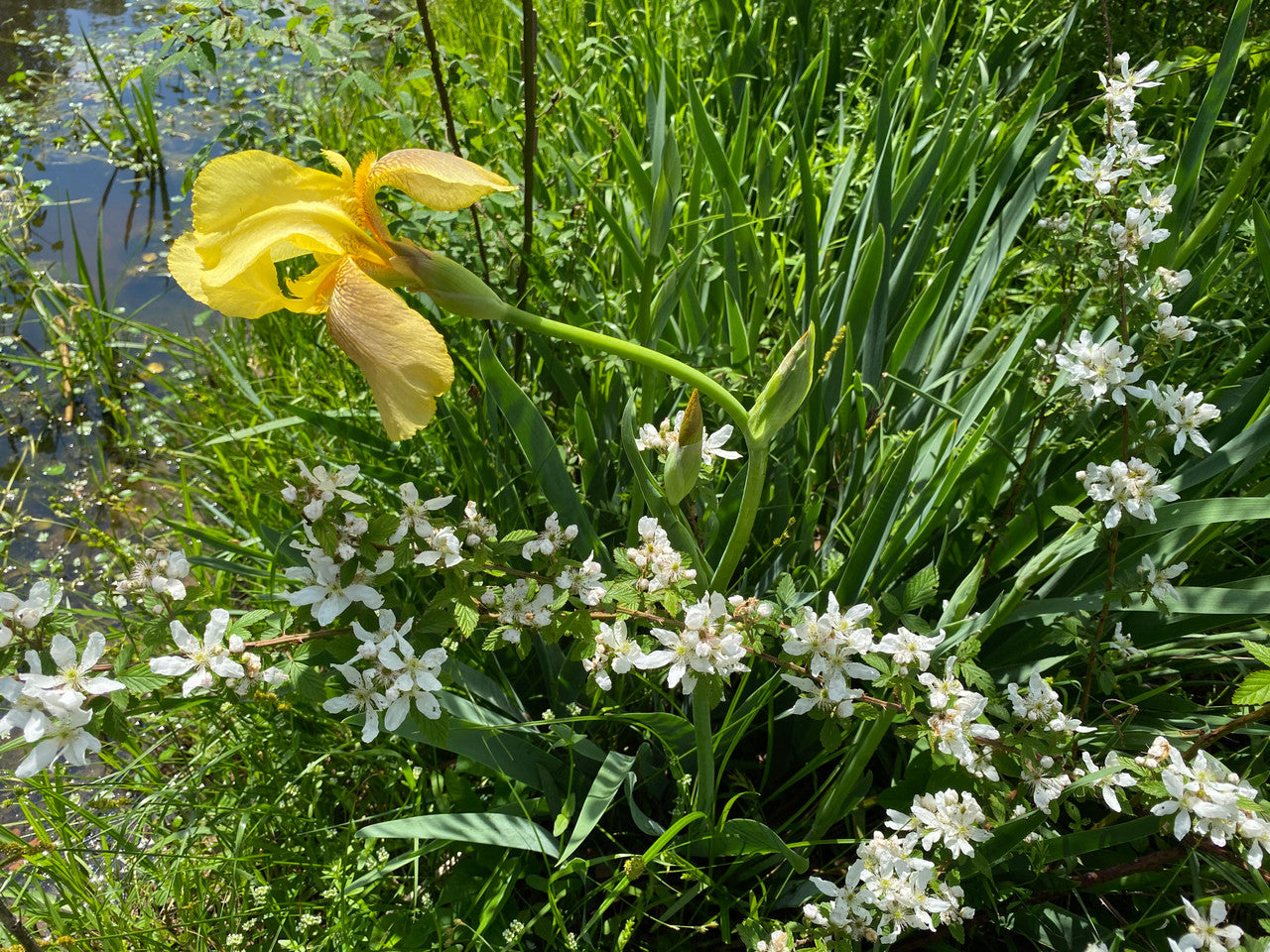 Old Fashioned Yellow Bearded Iris
