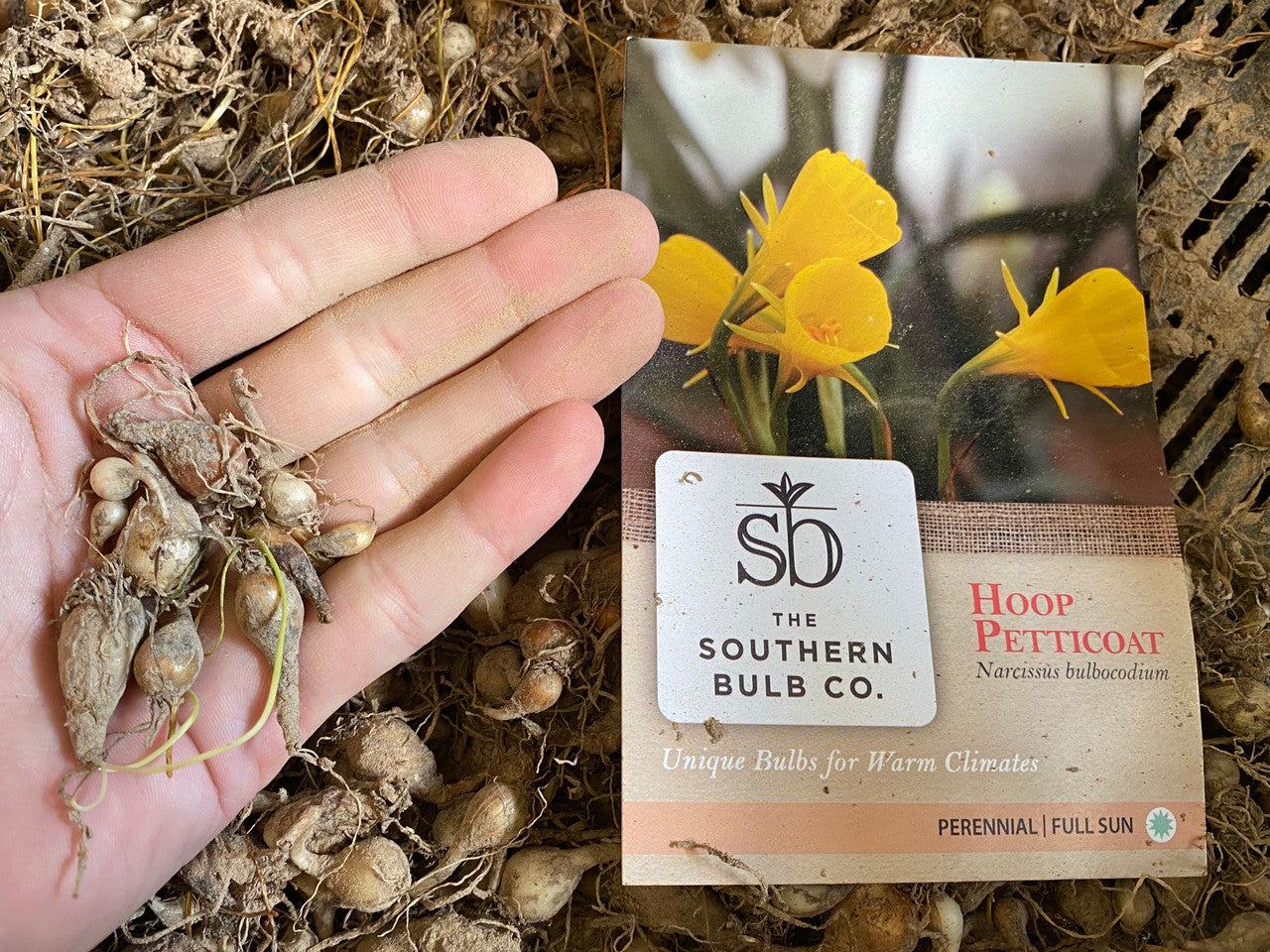 A precious and rare, but very tough Southern bulb, standing only 4"-8" high with distinctive bright yellow blooms. Zones 6-8