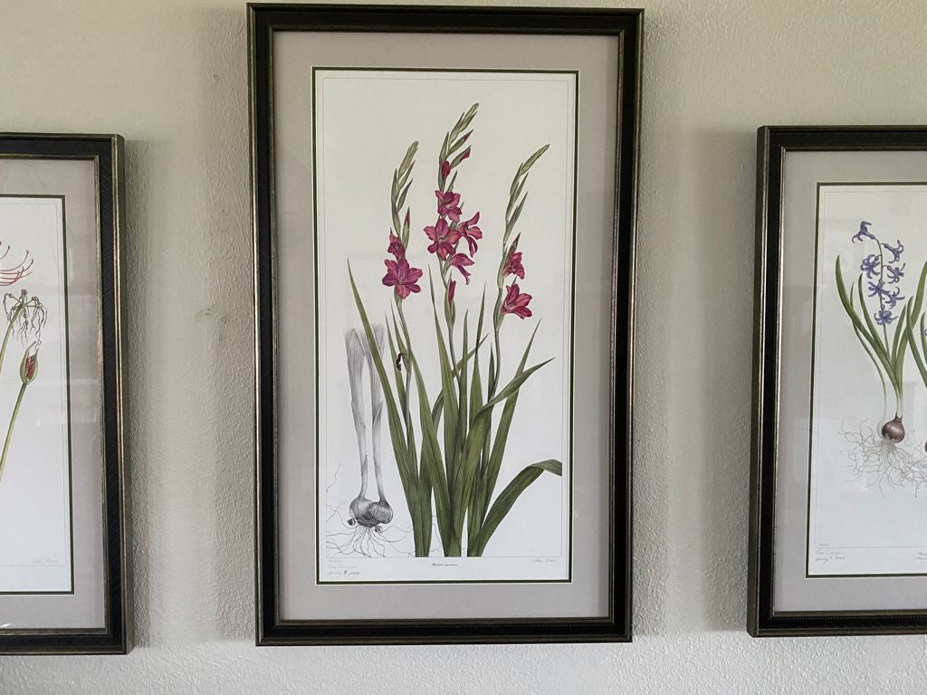 "Gladiolus byzantinus" is slender, elegant, and awe inspiring.  The classic gray background line drawing of the corm structure relates the viewer back to the first specimens collected along the southern coasts of Spain.