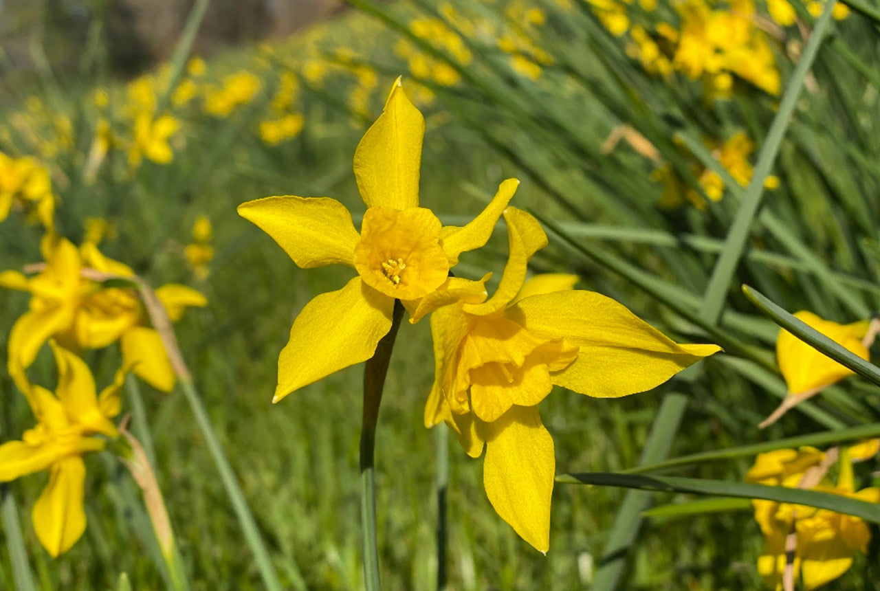Heirloom 'Campernelle' - 10 bulbs