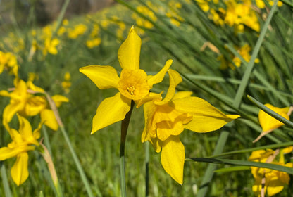 Heirloom 'Campernelle' - 10 bulbs