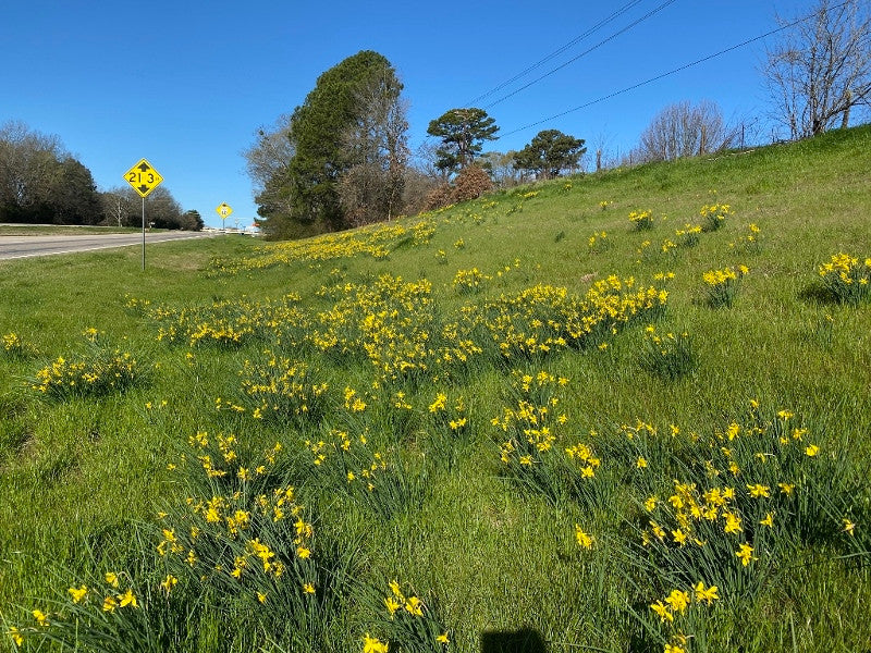 Heirloom 'Campernelle' - 10 bulbs