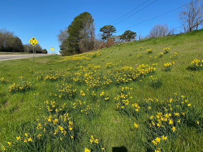 Heirloom 'Campernelle' - 10 bulbs