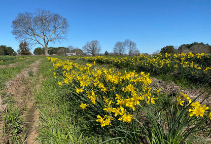Heirloom 'Campernelle' - 10 bulbs