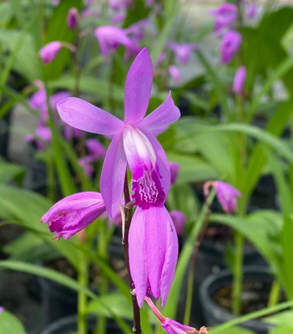 Ground Orchid - 1 gal pot