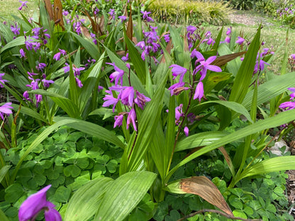 Ground Orchid - 1 gal pot