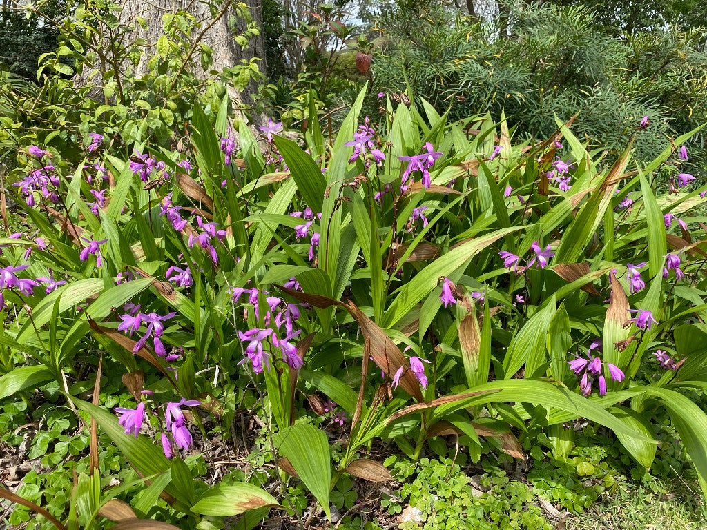Ground Orchid - 1 gal pot