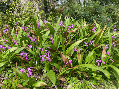 Ground Orchid - 1 gal pot