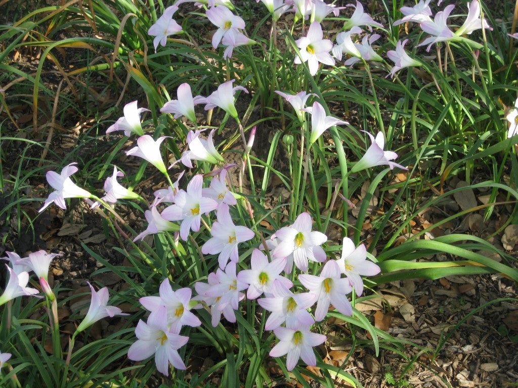 Habranthus robustus 'Pink Rain Lily' -  Four 4" pots
