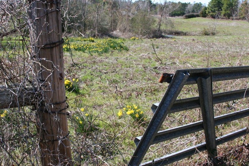 Heirloom 'Campernelle' - 10 bulbs