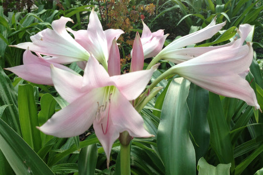Crinum 'J.C. Harvey' - 1 bulb