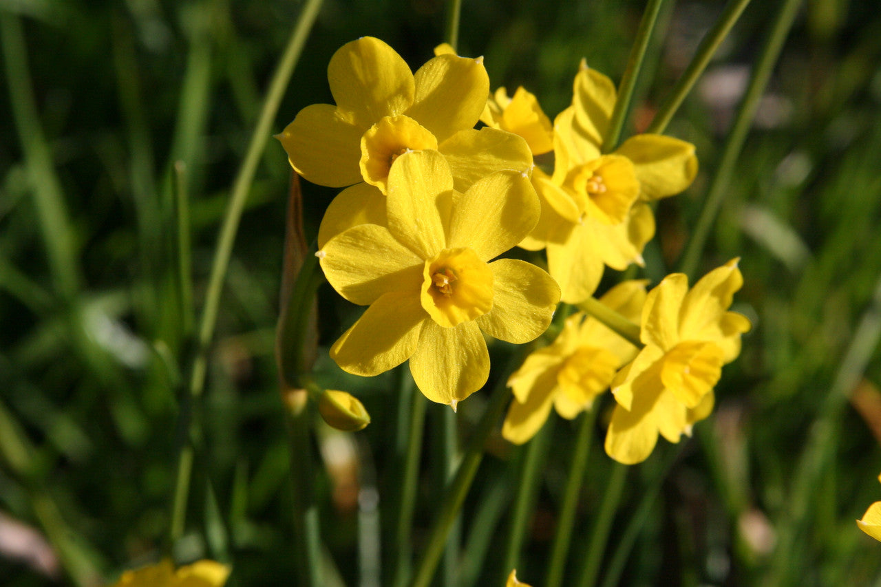 Southern Bulbs Jonquil - Thumbnail 3