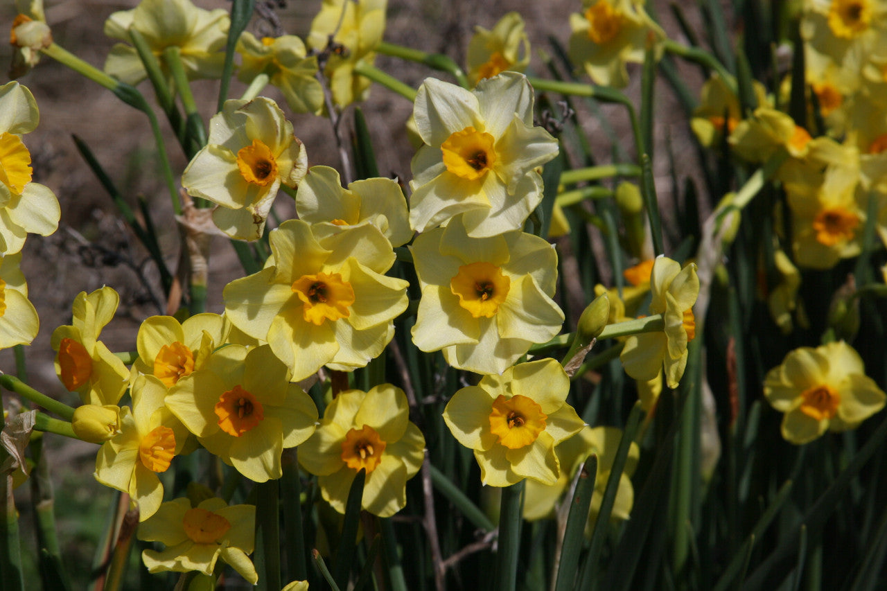 Heirloom 'Golden Dawn' - 10 bulbs