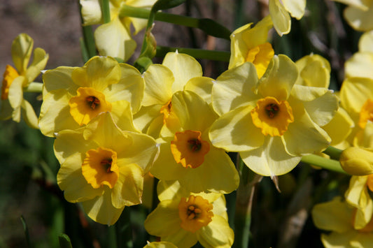 Daffodil 'Golden Dawn'