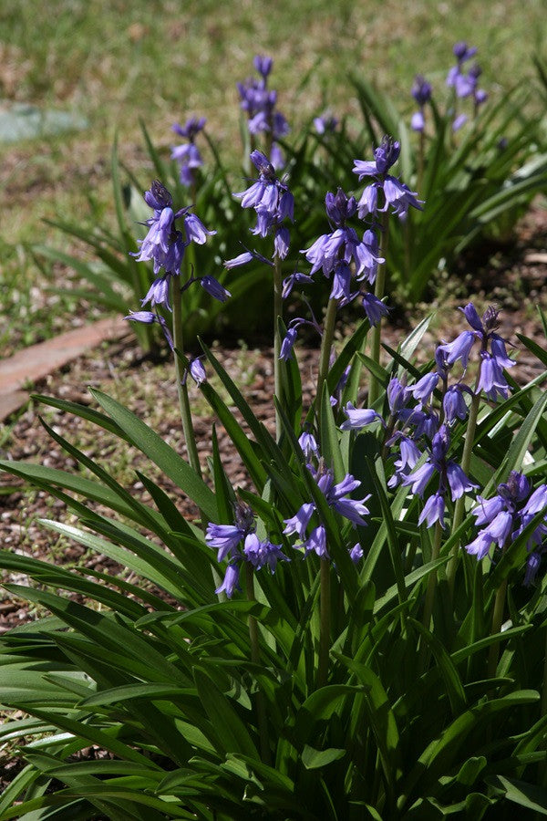 Southern Bulbs Spanish Bluebells - Thumbnail 2