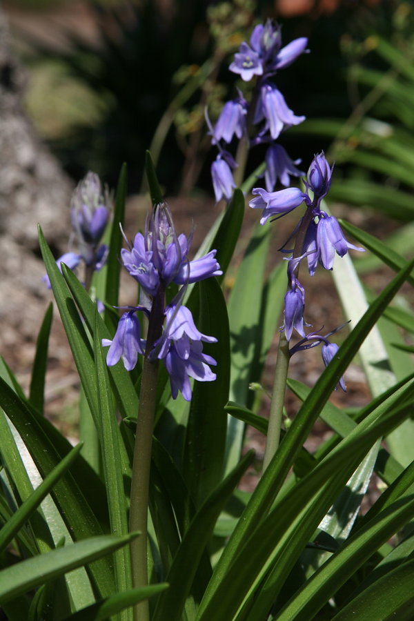 Southern Bulbs Spanish Bluebells