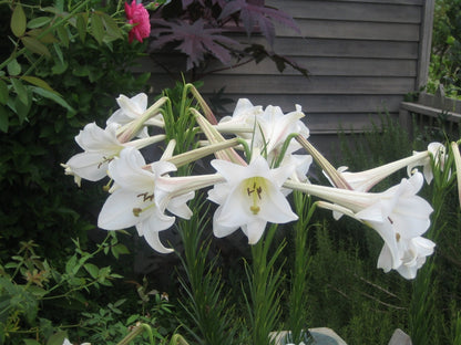 Lilium formosanum Dwarf 'Philippine Lily' - Four - 4" pots