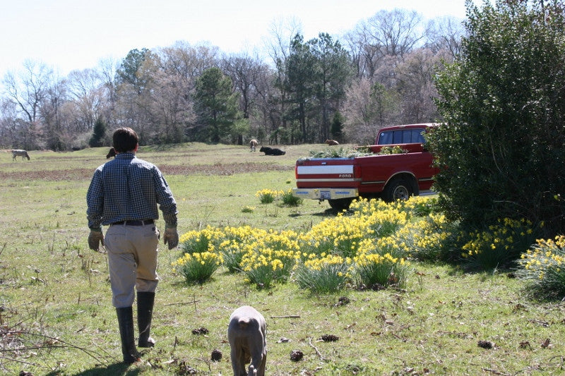 Heirloom 'Campernelle' - 10 bulbs