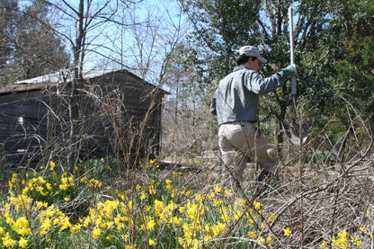 Heirloom 'Campernelle' - 10 bulbs